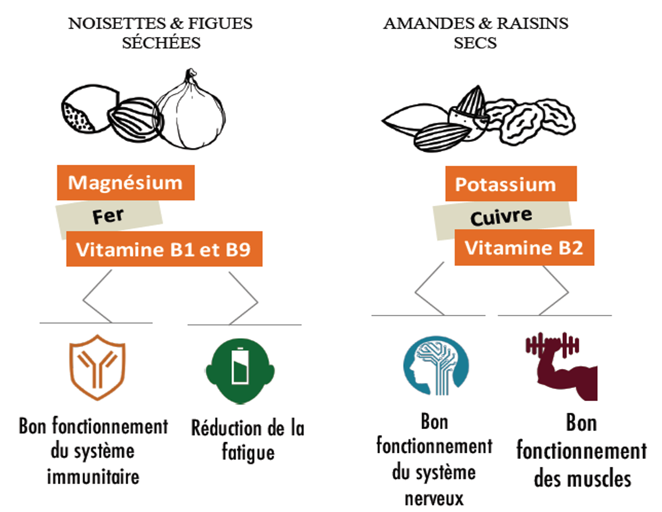 infographie sun encas bio apports vitamines et minéraux